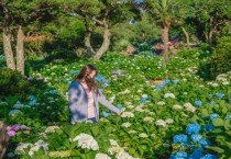 제주허브동산, 6월부터 8월까지 이어지는 수국 축제 개최