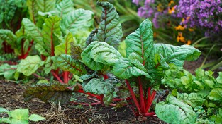 피부미용에 좋은 채소 3가지