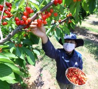 연구용 체리 수확